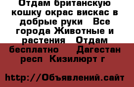 Отдам британскую кошку окрас вискас в добрые руки - Все города Животные и растения » Отдам бесплатно   . Дагестан респ.,Кизилюрт г.